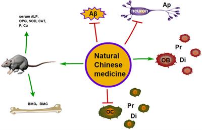 Traditional Chinese Medicine as a Promising Strategy for the Treatment of Alzheimer’s Disease Complicated With Osteoporosis